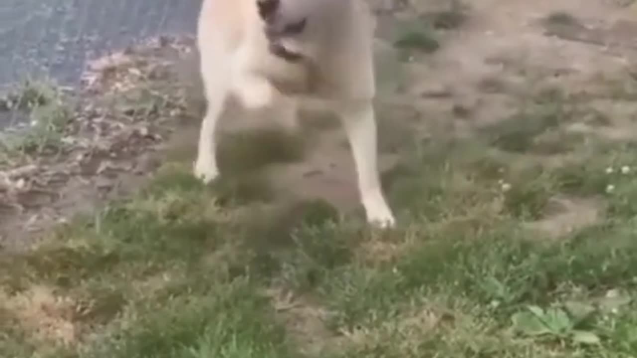 Hilarious Clips of Cats and Dogs #laughter #felinefriends #caninecomedy