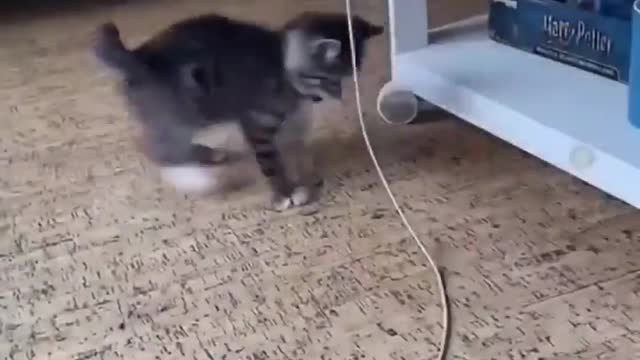 Cat funny