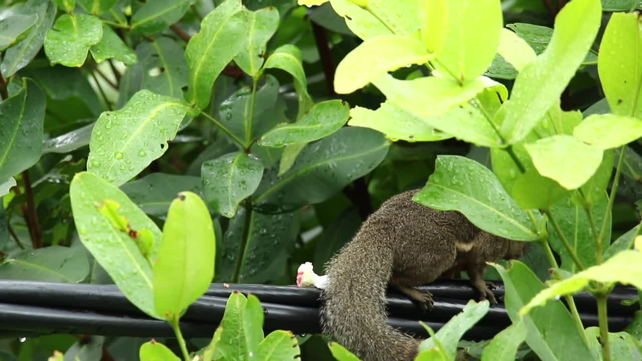 Squirrel eating on a fence