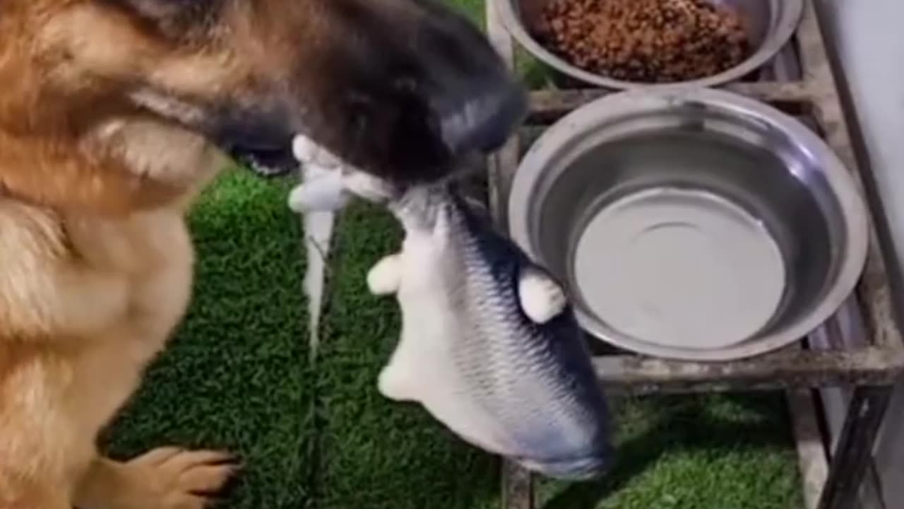 The most beautiful dog shots