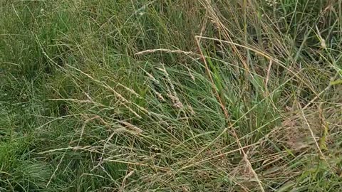 Mylo in the long grass