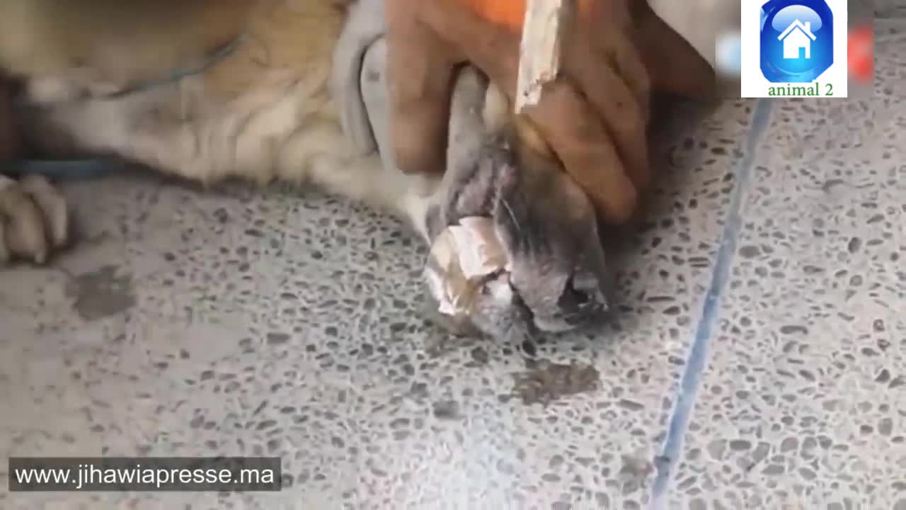 The moment of saving a dog from certain death.