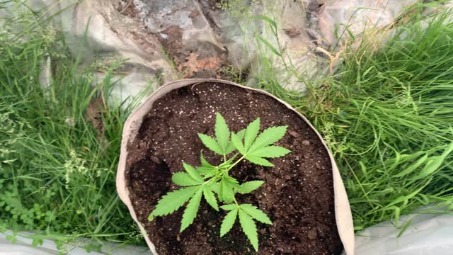 Dhp greenhouse #marijuana June 9, 2022.