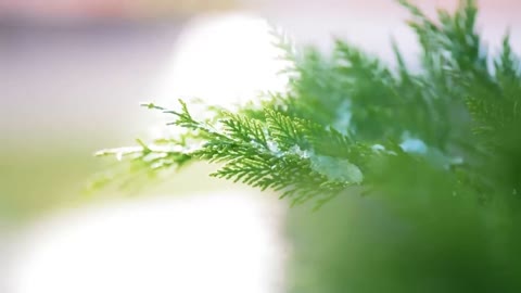 Natural scenery