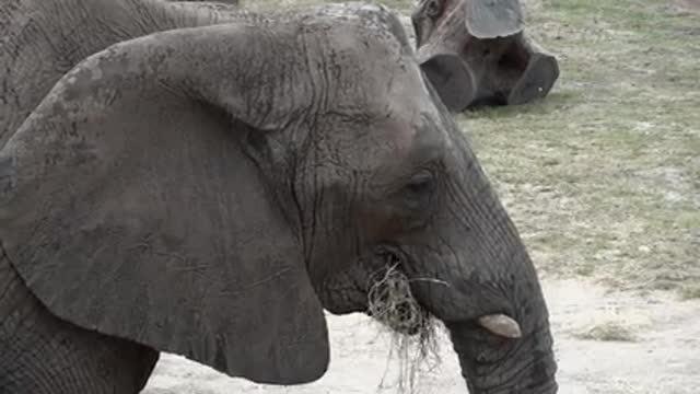 elephant ln zoo