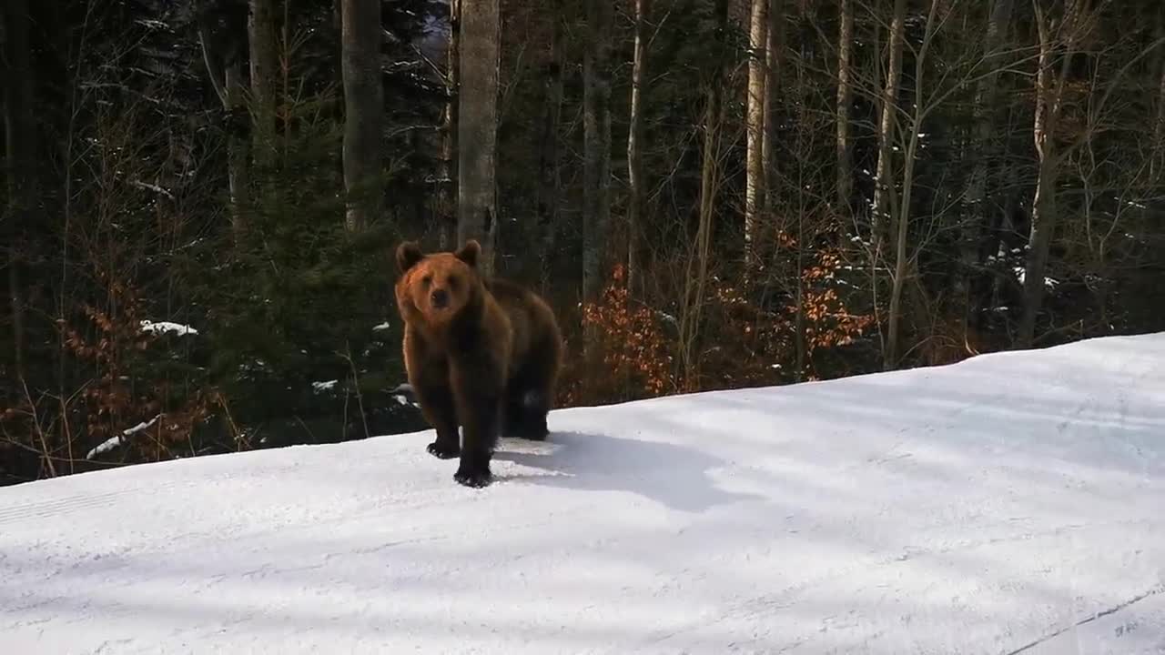 Skiing with the bear on the slope - 9 Martie 2021, Partia Cocosul Predeal Romania, by Mister Fox