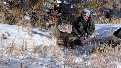 Terrified Young Deer Buck Is Shot With Tranquiliser Dart And Rescued From Abandoned Water Tank