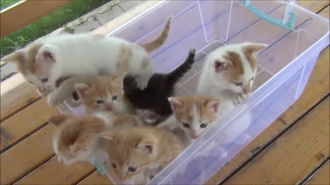 Kittens meowing (too much cuteness) - All talking at the same time!