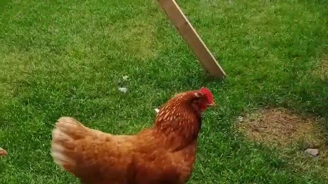 Dog 🐕 and hen play each other so funny.