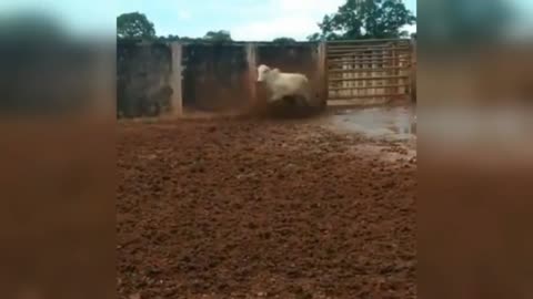 COW CATCHING MAN IN BRAZIL