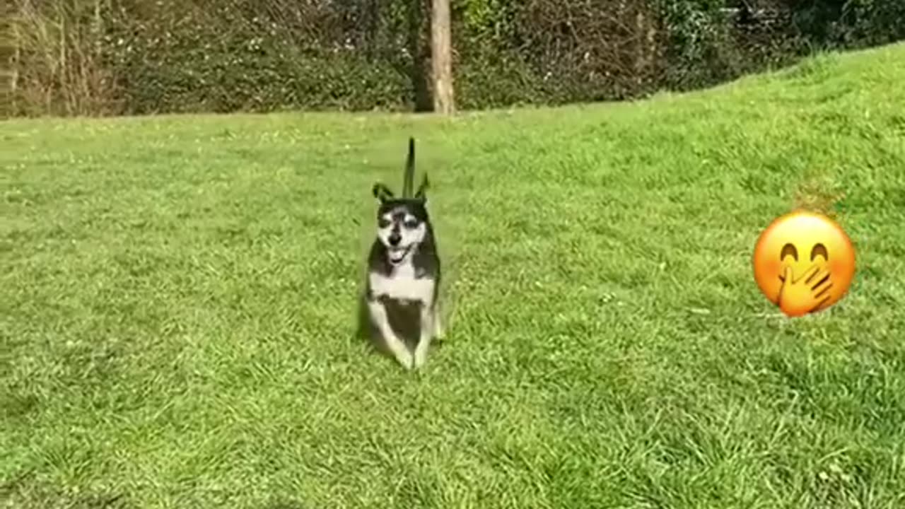 Funny animals