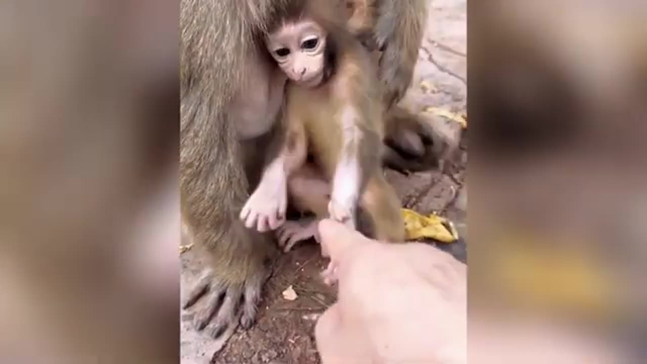 All cute baby animals video