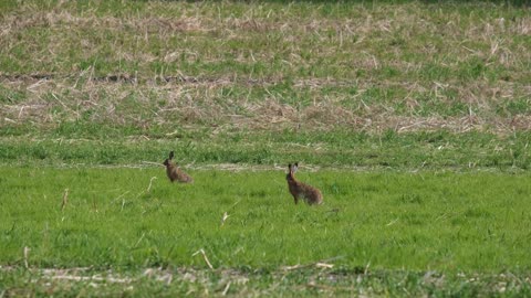 Rabbits running around in the field