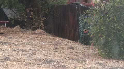 Birds in back yard after rain - My Movie 1