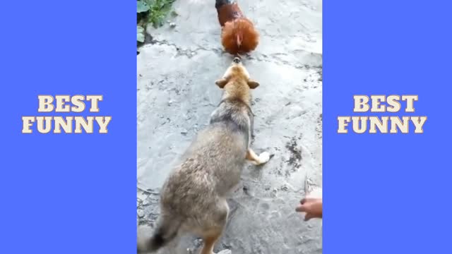 Chicken and dog funny