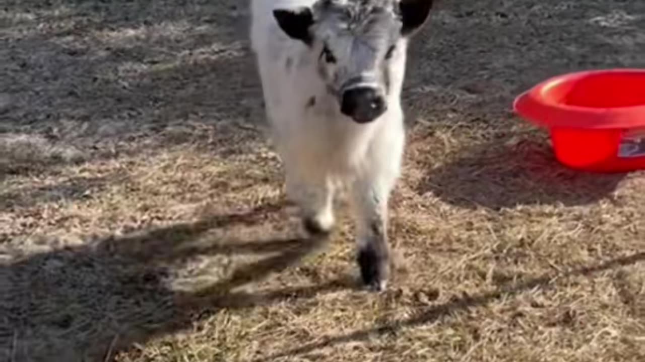 #cutecow #minicoos #farmlife #minicow