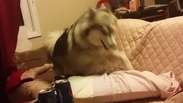 Biggest Husky Tantrum