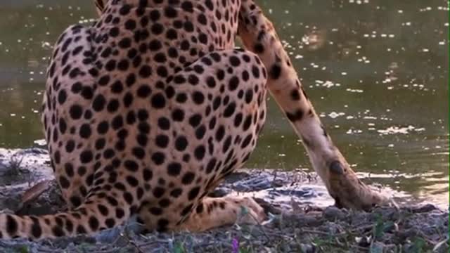 The cheetah