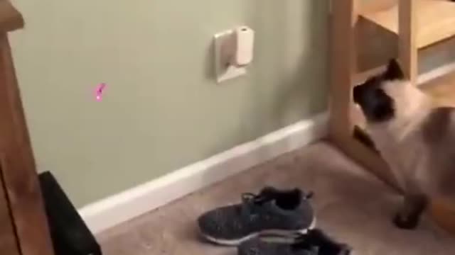 Try Not To Laugh Funny animals #2