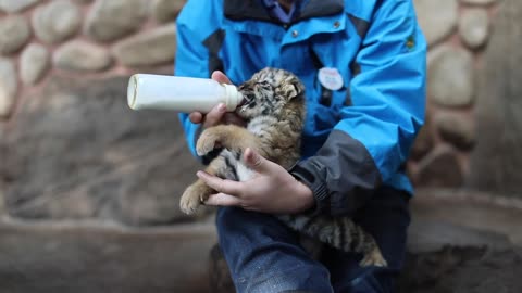 Chinese beaver and cat