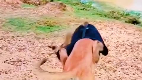 Animal funny video