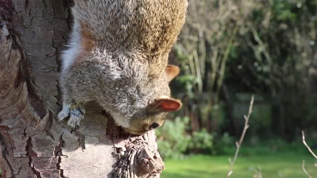 This is how the squirrel builds its home!! ♥.