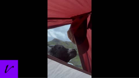 Cute goat licks salty cap after a long day