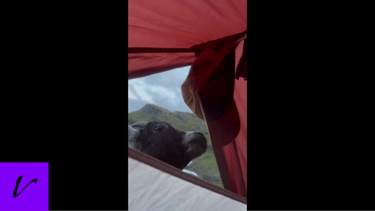 Cute goat licks salty cap after a long day