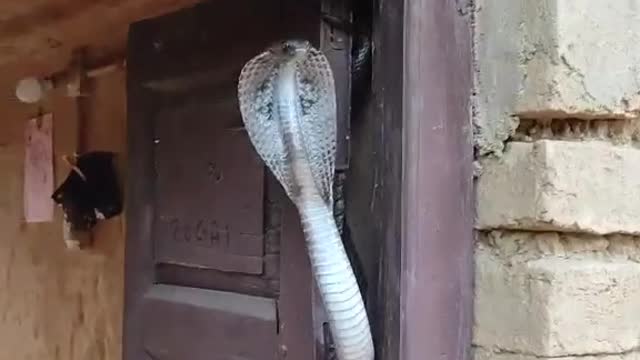 Cobra Settles in Doorway