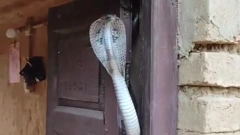 Cobra Settles in Doorway