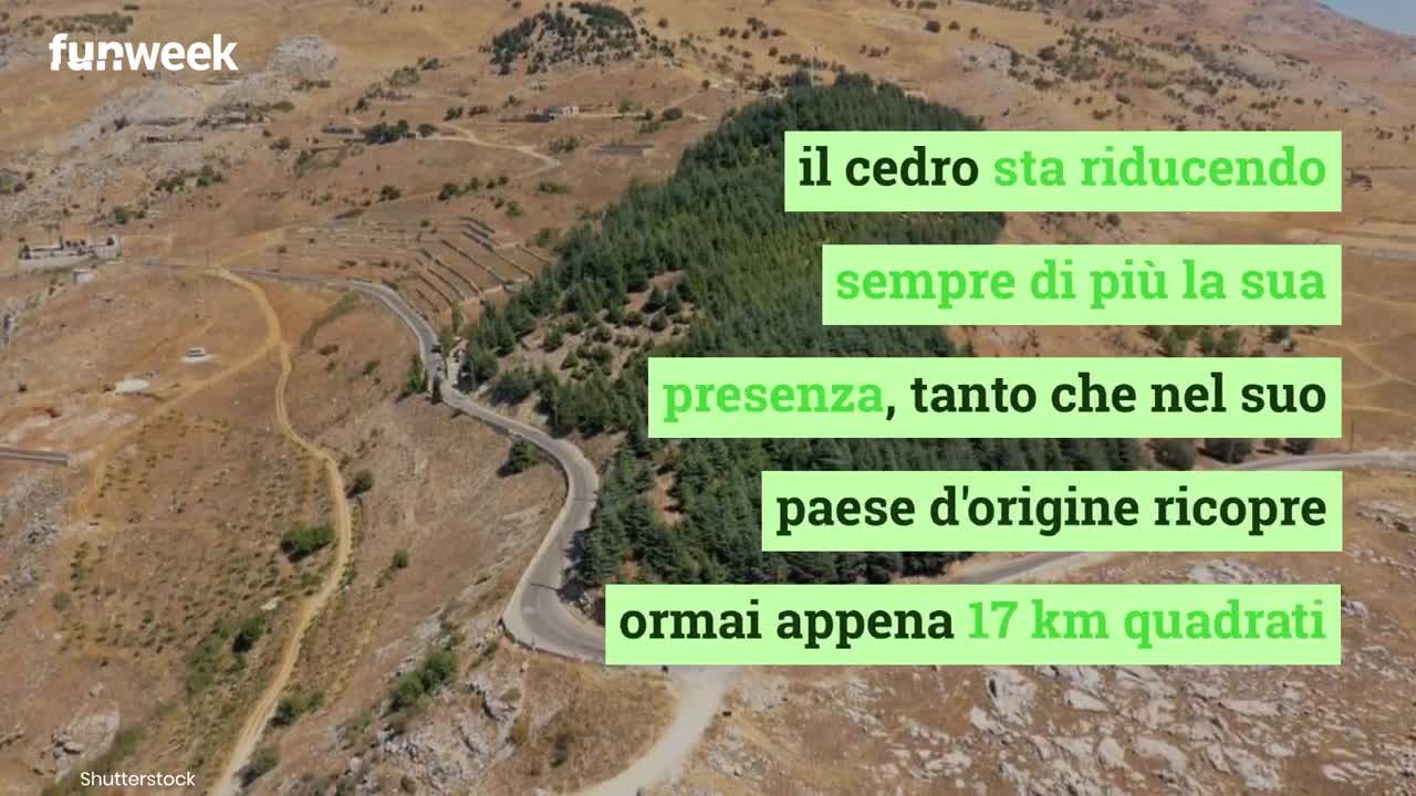 Il Cedro del Libano sta scomparendo, colpa del cambiamento climatico