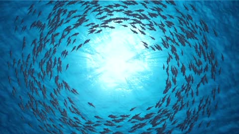 School Of Fish.Sharks swim in a circle.