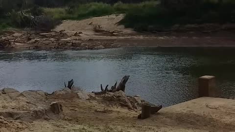 22.6.2024 The Barron River, Kuranda