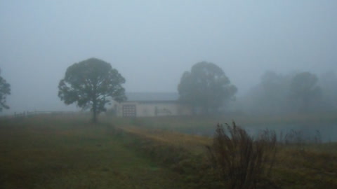 Foggy morning recorded for our friend Shea. #VenusRanch