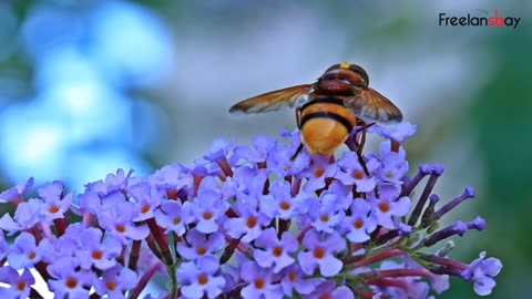 A great lesson from honey bee [Motivation]