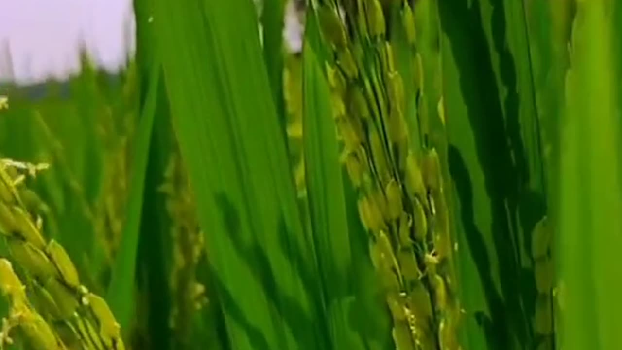 Spectacular scenery of natural beautyđĨ°āĻĒā§āϰāĻžāĻā§āϤāĻŋāĻ āϏā§āύā§āĻĻāϰā§āϝā§āϰ āĻ
āĻĒā§āϰā§āĻŦ āĻĻā§āĻļā§āϝ