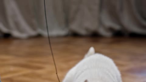 Cat playing rope