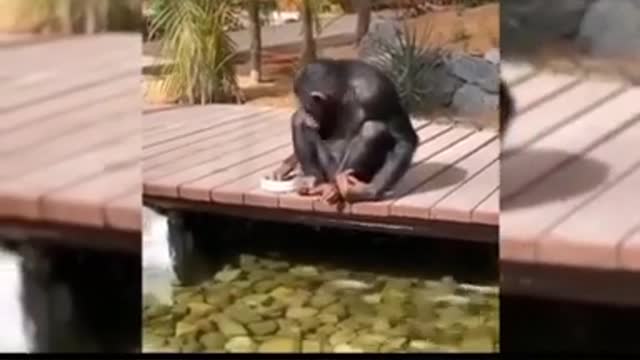 Haryanvi monkey 🐒 with crazy activities animals lovers monkey lovers funny video #shorts #short