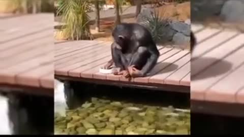 Haryanvi monkey 🐒 with crazy activities animals lovers monkey lovers funny video #shorts #short