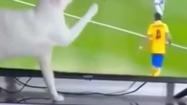 This Cat Loves Watching Sports on TV