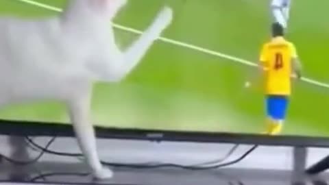 This Cat Loves Watching Sports on TV