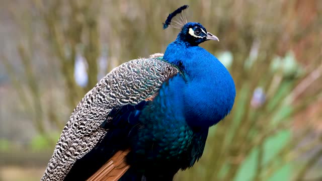 blue peacock