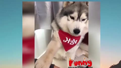 best funny animal videos cute cats and crazy dog