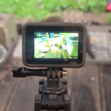 07-08-23 | Feeding Baby Raccoons | The Lads Raccoon Vlog-005 | #shorts