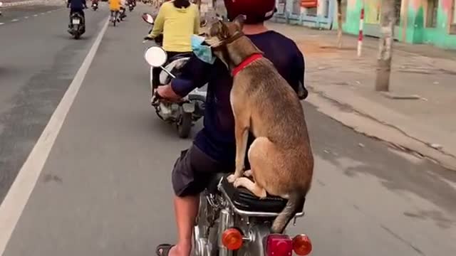 Dog wearing mask walking with owner