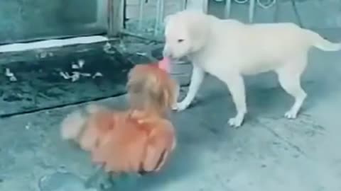 Funny Videos Dog vs Chicken