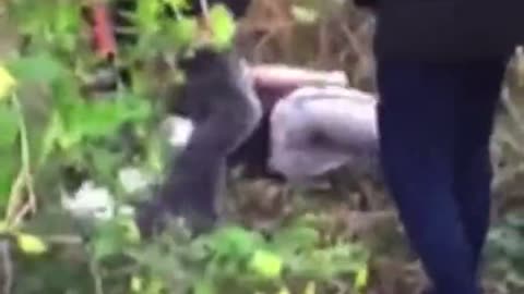 Native Dutch boy is beaten by the offspring of Third World migrants in his own native country