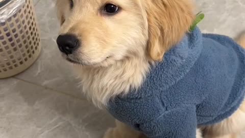 Meet the adorable squishy golden retriever, the fluffiest bundle of joy!