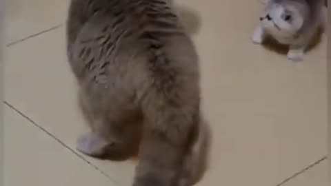 Cute cat 😺😺 funny video