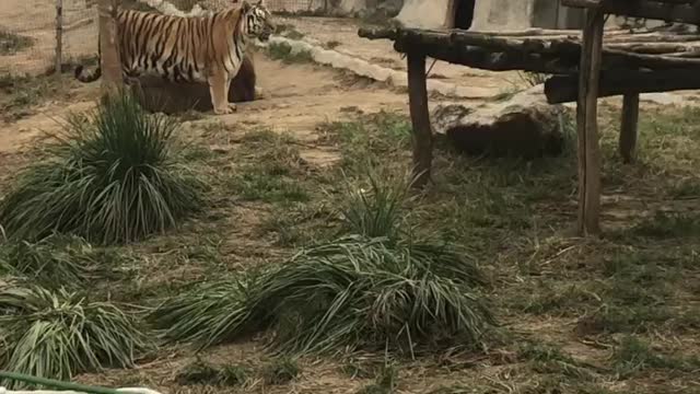 The tiger walked from the yard to the cave